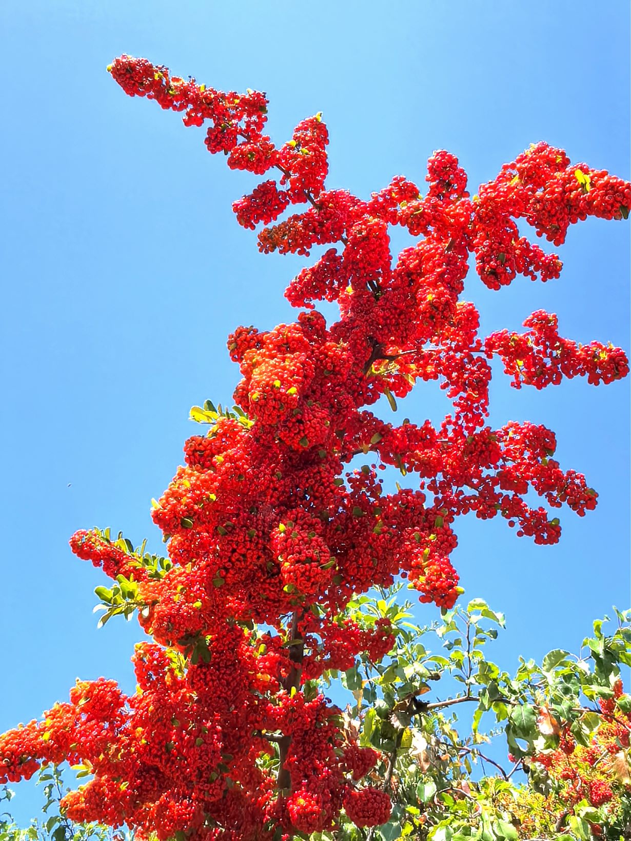 A tree covered in bright red berries against a blue sky, photographed from a distance in Super Macro mode